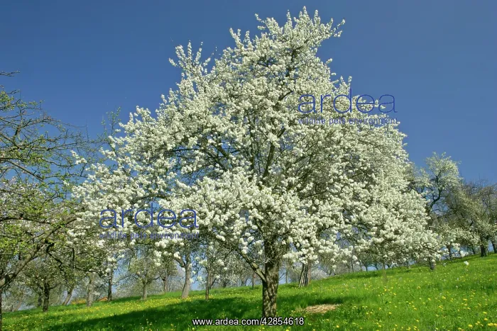 : Flowering Plum tree - on fruit tree meadow in early spring : Flowering Plum tree - on fruit tree meadow in early spring