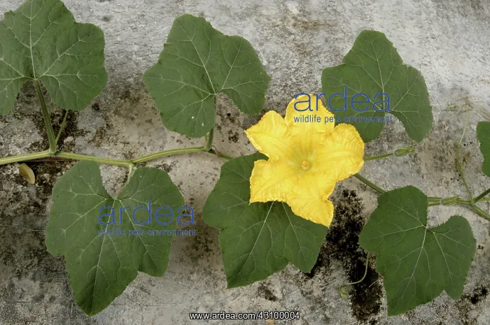 : Flowering Pumpkin : Flowering Pumpkin