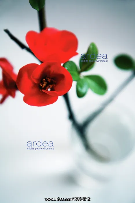 : Flowering Quince : Flowering Quince