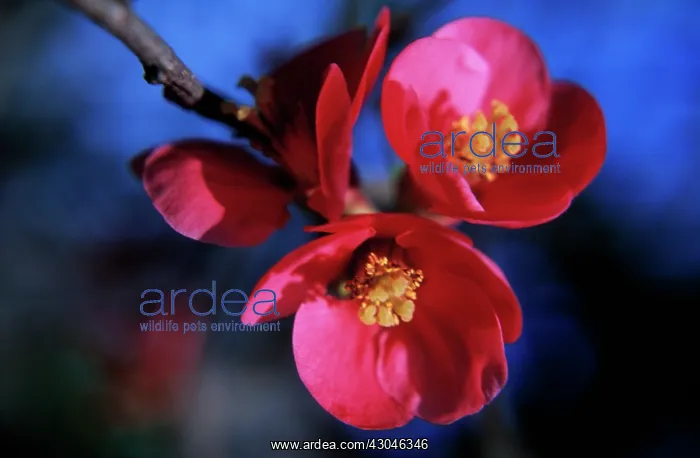 : Flowering Quince : Flowering Quince