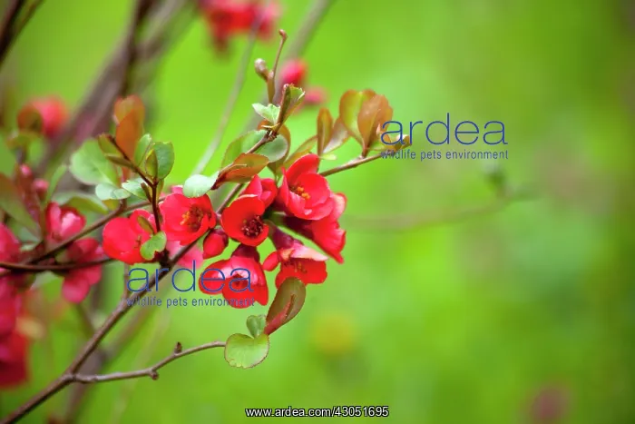 : Flowering Quince : Flowering Quince