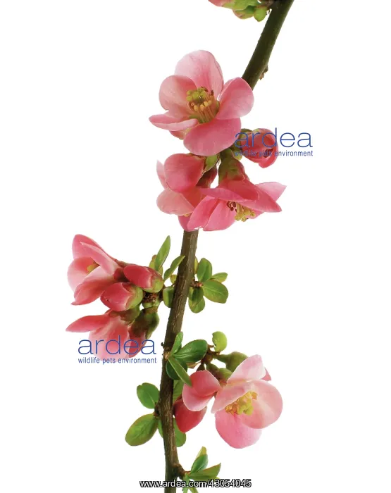 : Flowering Quince : Flowering Quince