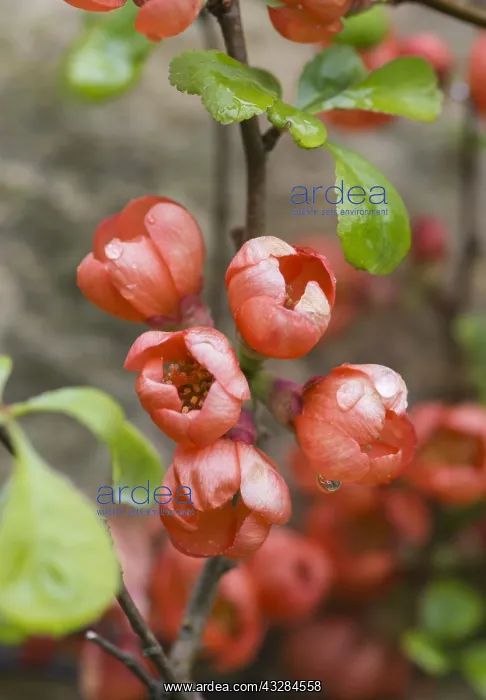 : Flowering quince, Japanese quince, Chaenomeles cultivar : Flowering quince, Japanese quince, Chaenomeles cultivar