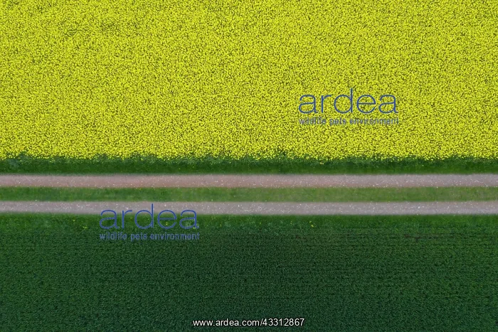 : Flowering rapeseed field and grain field with a : Flowering rapeseed field and grain field with a