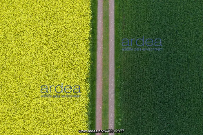 : Flowering rapeseed field and grain field with a : Flowering rapeseed field and grain field with a