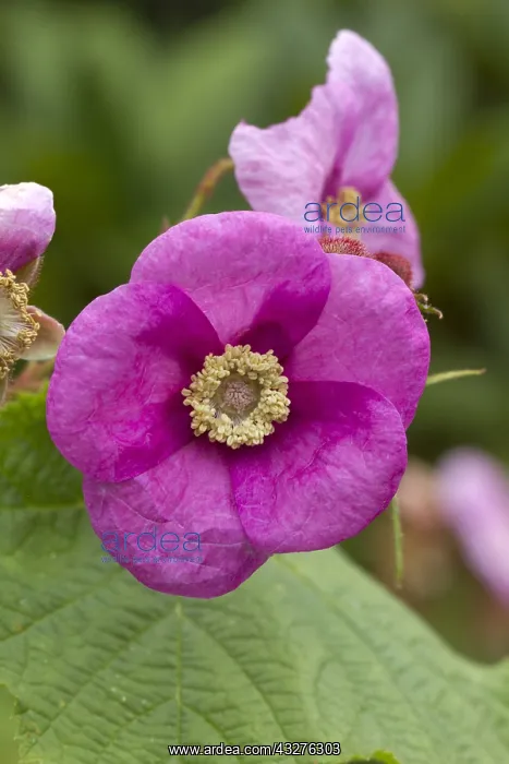 : Flowering raspberry (Rubus odoratus) : Flowering raspberry (Rubus odoratus)