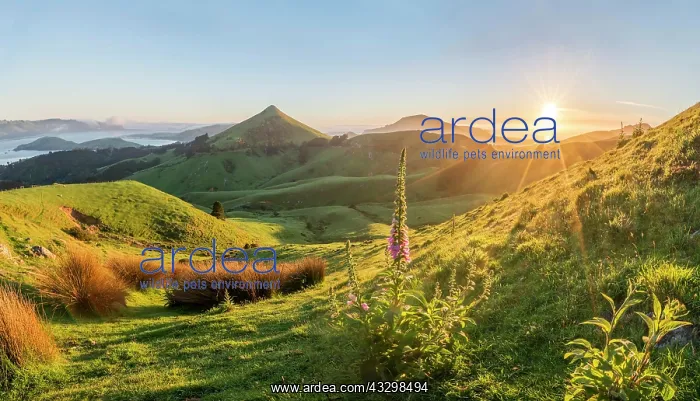 : Flowering red foxglove (Digitalis purpurea), Sunrise : Flowering red foxglove (Digitalis purpurea), Sunrise
