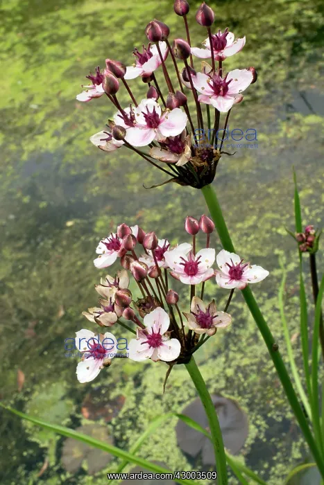 : Flowering-rush : Flowering-rush