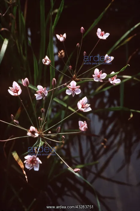 : FLOWERING RUSH : FLOWERING RUSH