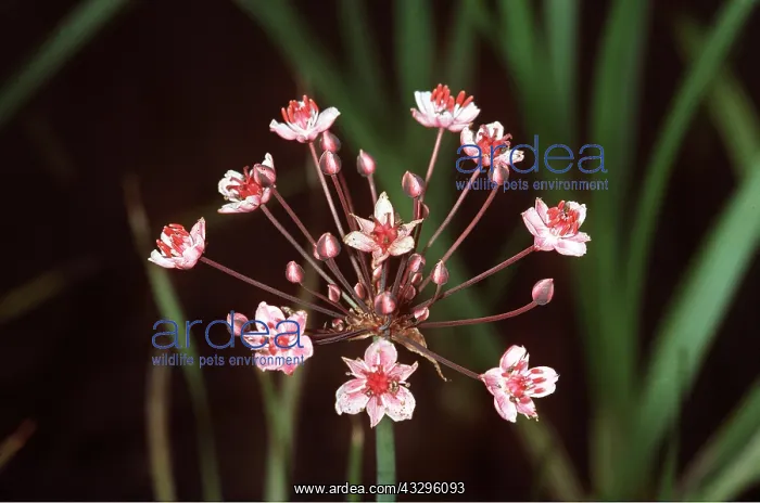 : FLOWERING RUSH : FLOWERING RUSH