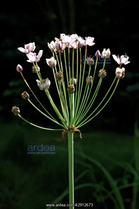 : Flowering Rush - in flower : Flowering Rush - in flower