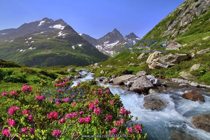  : Flowering rusty-leaved alpenroses (Rhododendron