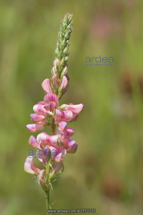 : Flowering Sainfoin : Flowering Sainfoin