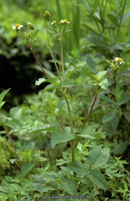 : Flowering Spanish needle : Flowering Spanish needle