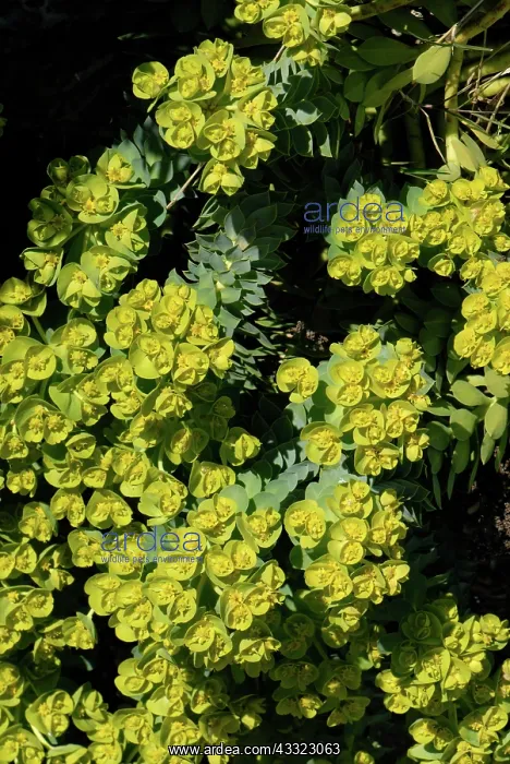 : Flowering spurge : Flowering spurge
