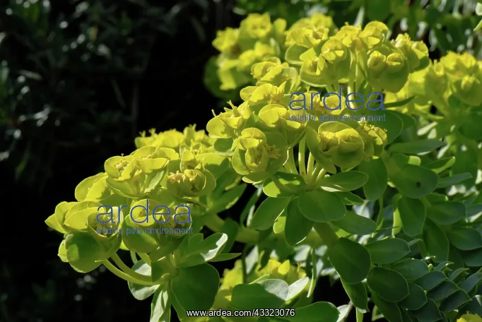 : Flowering spurge : Flowering spurge