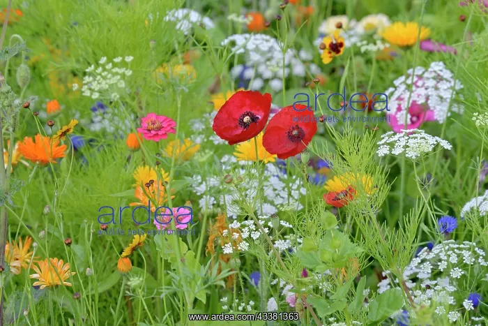 : Flowering strip, flowering area with poppy flowe : Flowering strip, flowering area with poppy flowe