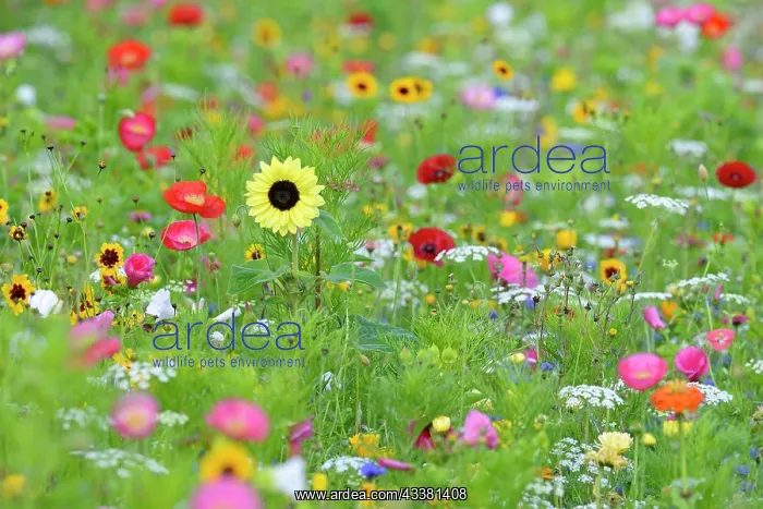 : Flowering strip, flowering area with poppy flowe : Flowering strip, flowering area with poppy flowe