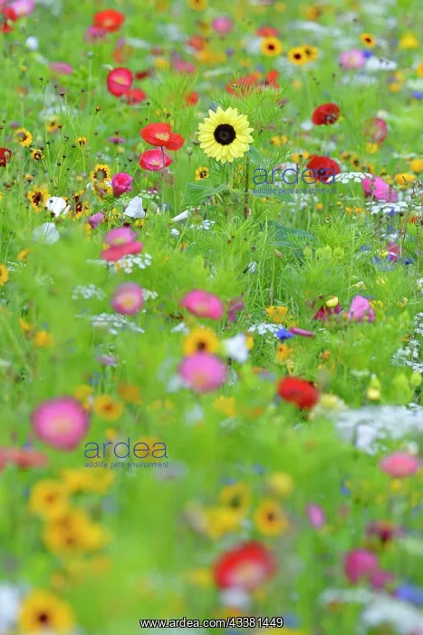 : Flowering strip, flowering area with poppy flowe : Flowering strip, flowering area with poppy flowe