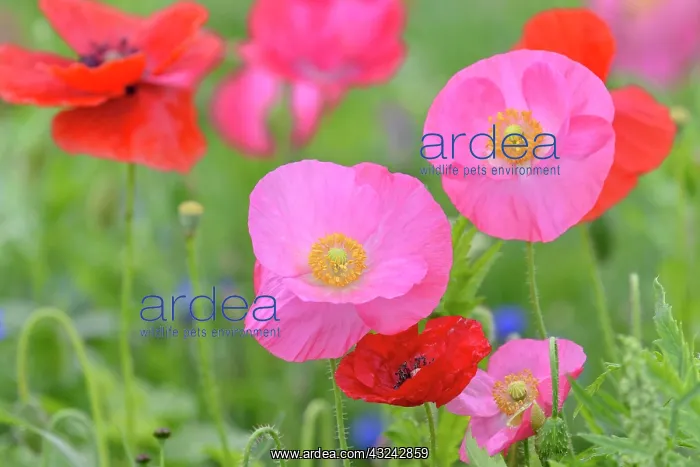 : Flowering strip, flowering area with poppy flowers : Flowering strip, flowering area with poppy flowers