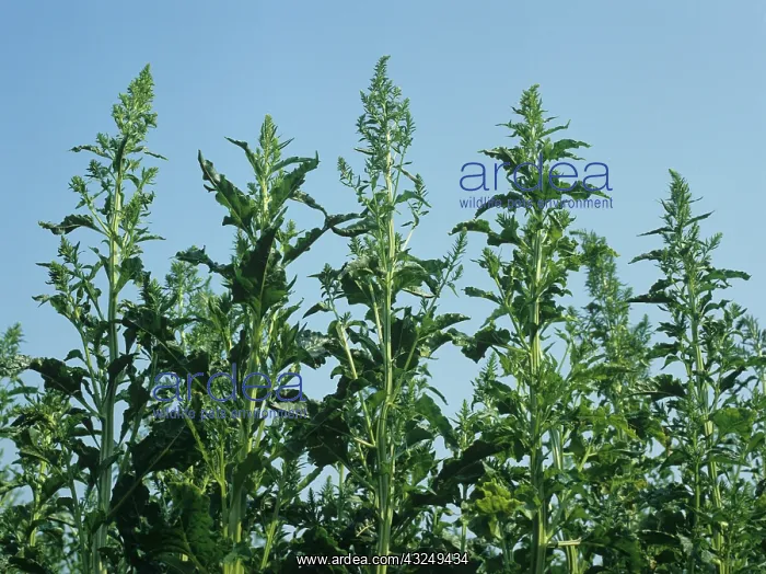 : flowering sugar beet : flowering sugar beet