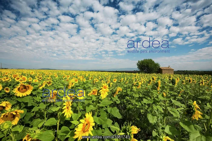 : Flowering sunflower field, Plateau de Valensole : Flowering sunflower field, Plateau de Valensole