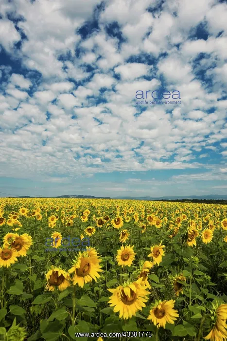 : Flowering sunflower field, Plateau de Valensole : Flowering sunflower field, Plateau de Valensole