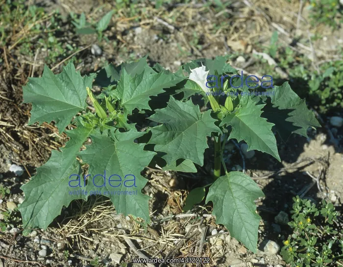 : Flowering thorn apple : Flowering thorn apple
