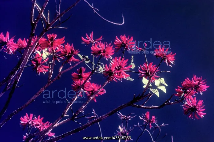 : Flowering tree in Munnar, Kerala, India, Asia. flame : Flowering tree in Munnar, Kerala, India, Asia. flame