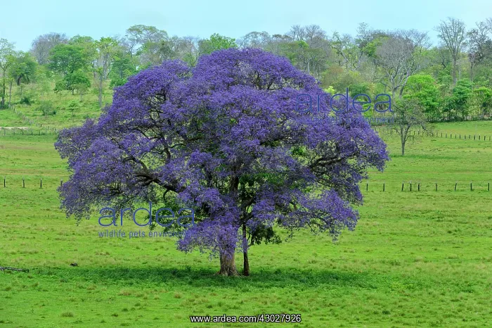 : flowering tree, Verbena, Pantanal Wetlands, Mato : flowering tree, Verbena, Pantanal Wetlands, Mato