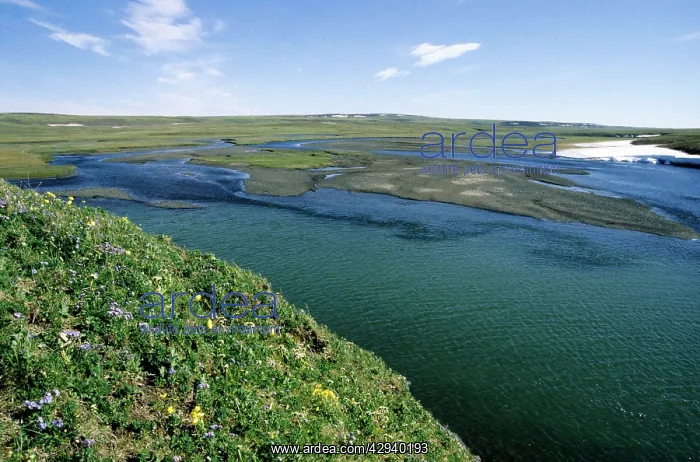: Flowering tundra of river Maksimovka valley, everlasting : Flowering tundra of river Maksimovka valley, everlasting