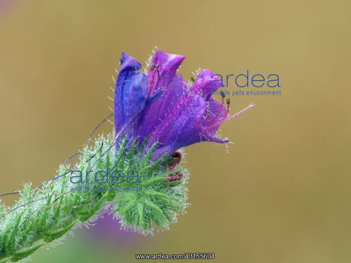 : flowering Unidentified Plant : flowering Unidentified Plant