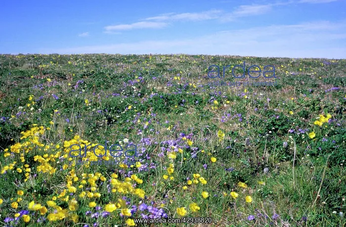 : Flowering upland tundra of river Maksimovka valley : Flowering upland tundra of river Maksimovka valley