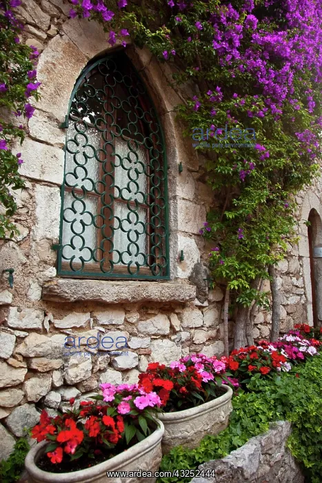 : Flowering vine grows on wall of home in : Flowering vine grows on wall of home in
