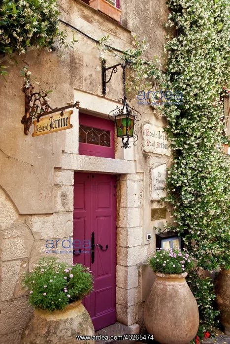 : Flowering vine surrounds the front door : Flowering vine surrounds the front door