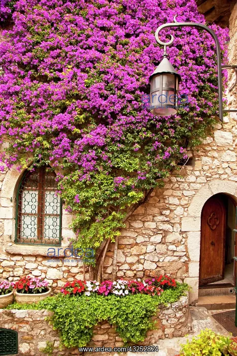 : Flowering vines grow on the stone wall of : Flowering vines grow on the stone wall of