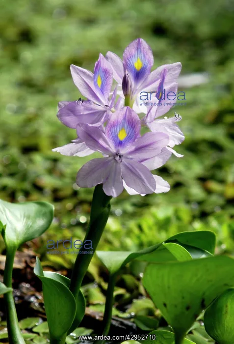 : Flowering water-plant (unidentified), typical in : Flowering water-plant (unidentified), typical in
