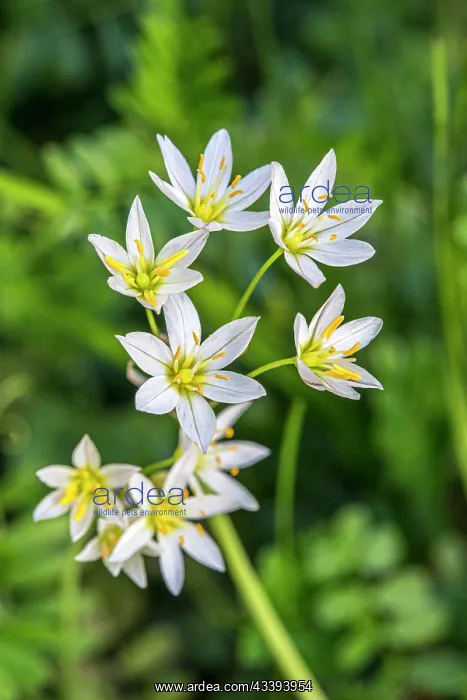 : Flowering wild onion : Flowering wild onion
