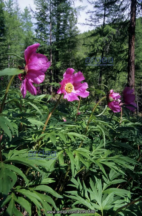 : Flowering wild Paeonea : Flowering wild Paeonea