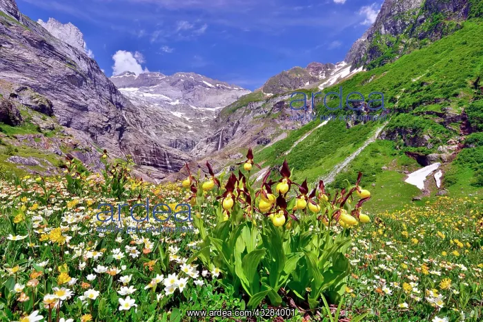 : Flowering Yellow lady's slipper orchid (Cypripedium : Flowering Yellow lady's slipper orchid (Cypripedium