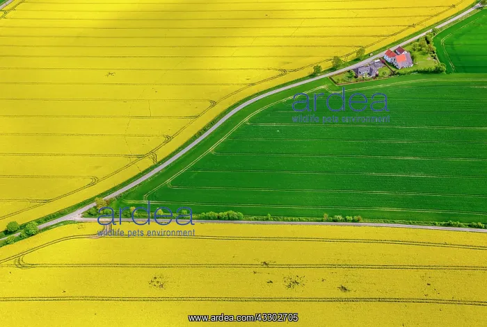 : Flowering yellow rape fields, green fields, agriculture : Flowering yellow rape fields, green fields, agriculture