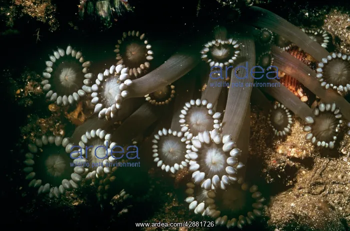  : Flowerpot Coral - hard croal, white rosette shape