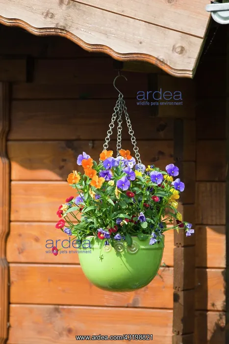 : Flowerpot hanging from garden shed, Upper Bavaria : Flowerpot hanging from garden shed, Upper Bavaria