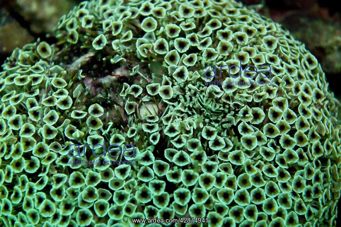 : Flowerpot Urchin - with small Zebra Crab : Flowerpot Urchin - with small Zebra Crab