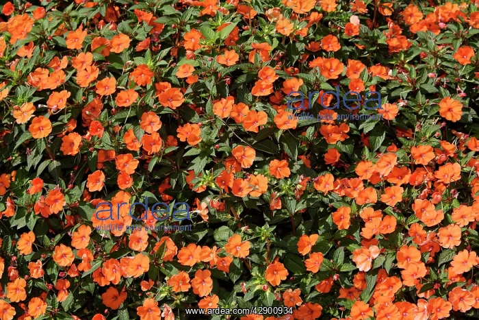  : Flowers (Impatiens sp). Nice, France