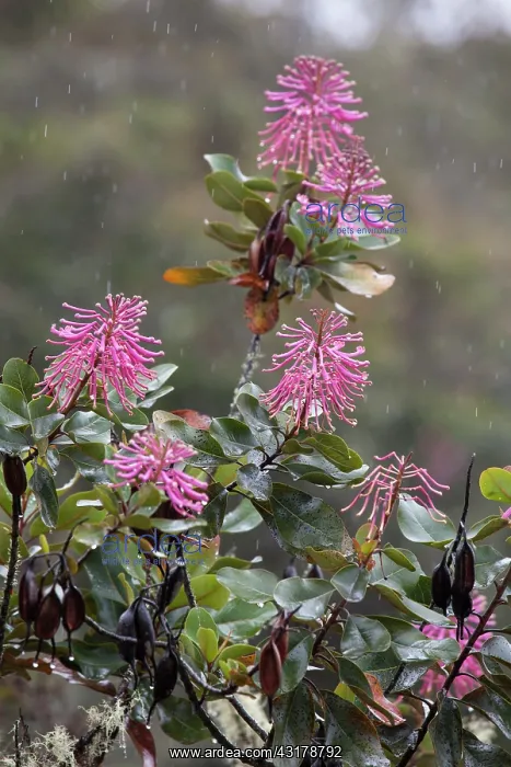 : Flowers (Oreocallis grandiflora) in rain Wayqecha Cloud Forest Biological Station : Flowers (Oreocallis grandiflora) in rain Wayqecha Cloud Forest Biological Station