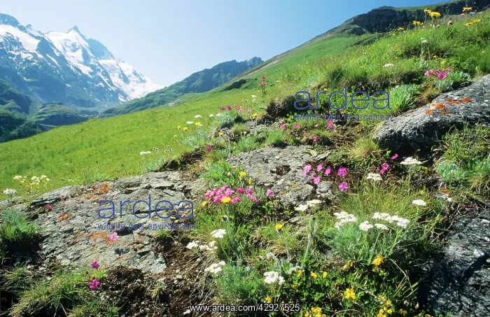 : FLOWERS, ALPINE Meadow - Gross Glockner Moutain Range : FLOWERS, ALPINE Meadow - Gross Glockner Moutain Range