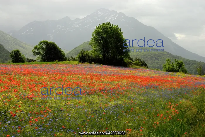 : Flowers in alpine meadow - Poppy and Cornflowers : Flowers in alpine meadow - Poppy and Cornflowers