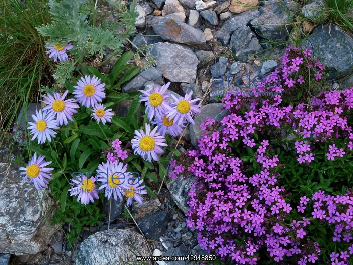 : Flowers - Aster alpinus, Silene acaulis : Flowers - Aster alpinus, Silene acaulis