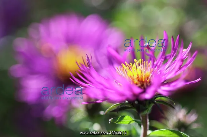 : Aster. Flowers of Aster Novi-Belgii Royal ruby. Selective focus : Aster. Flowers of Aster Novi-Belgii Royal ruby. Selective focus